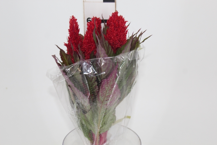 <h4>CELOSIA PLUMOSA CENTURY RED 060 CM</h4>
