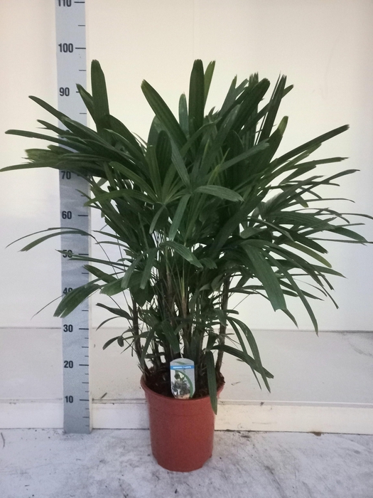 <h4>RHAPIS EXCELSA</h4>