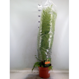 Dicksonia antarctica