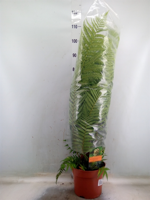 <h4>Dicksonia antarctica</h4>