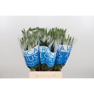 Veron Smart Luna Wit