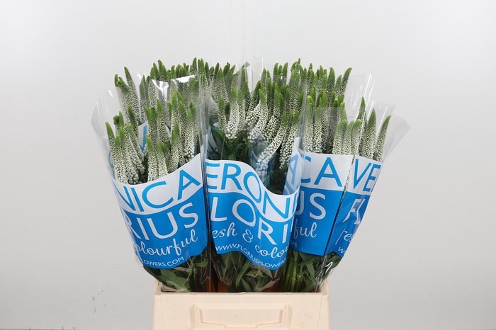 <h4>Veron Smart Luna Wit</h4>