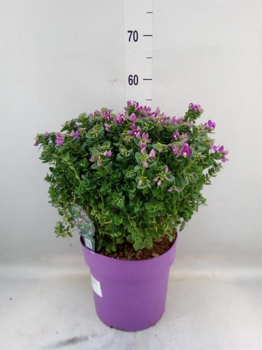 <h4>Polygala myrtifolia</h4>