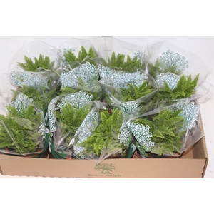 SAMAMBAIA HAVAIANA MINI C13