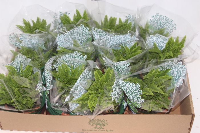 <h4>SAMAMBAIA HAVAIANA MINI C13</h4>