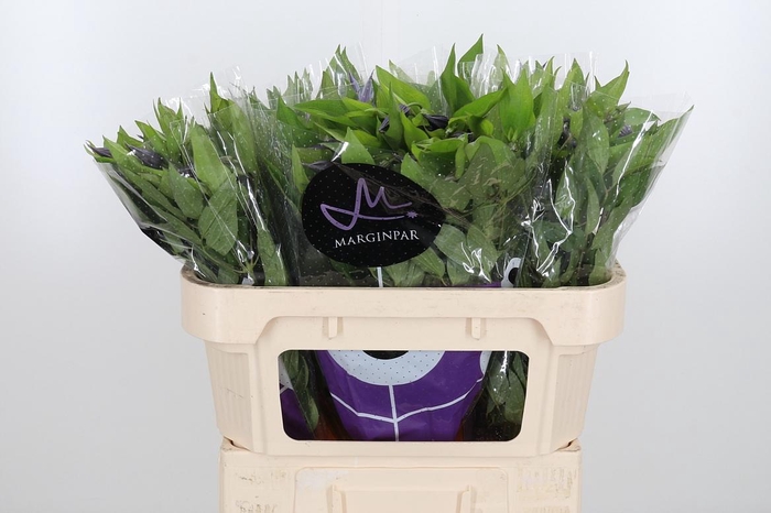 <h4>Clem Amazing Oslo</h4>