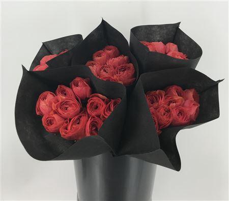 <h4>Ran Suc Terracotta Sup</h4>