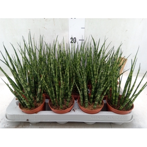 Sansevieria  'Fernwood'