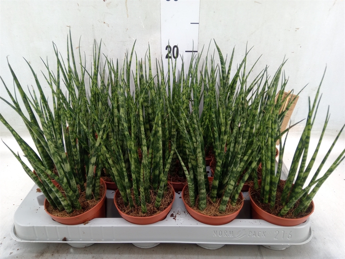 <h4>Sansevieria  'Fernwood'</h4>