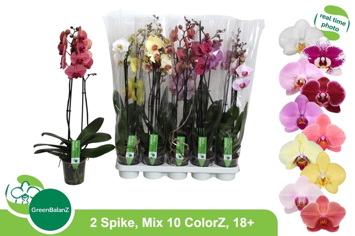 <h4>PHAL GEM 10 KL</h4>