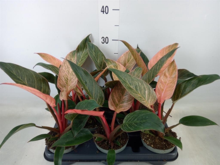 <h4>Philodendron   ...</h4>