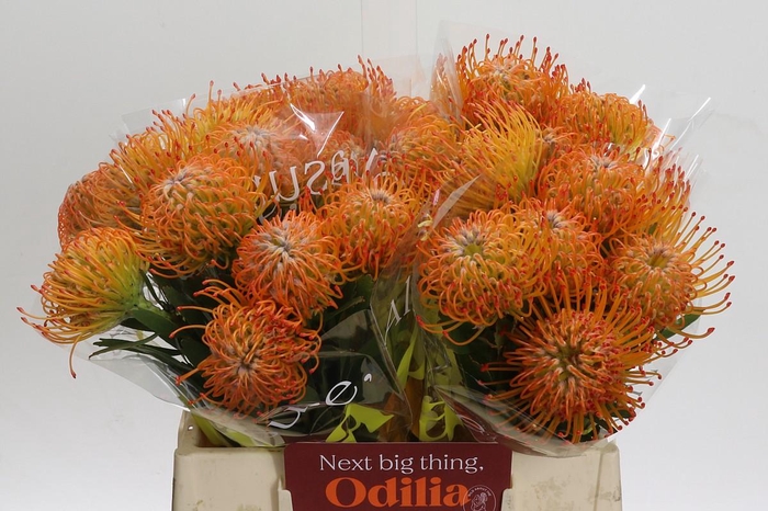 <h4>Nutans Ayoba Sun</h4>