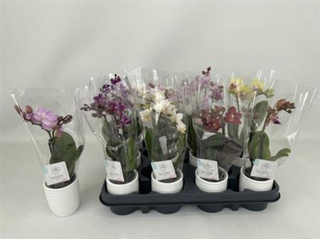 <h4>Phal Mini</h4>