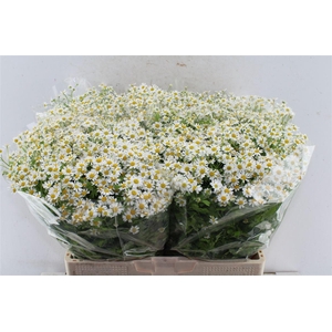 Tanacetum Single Vegmo