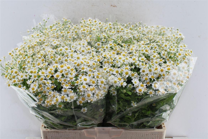 <h4>Tanacetum Single Vegmo</h4>