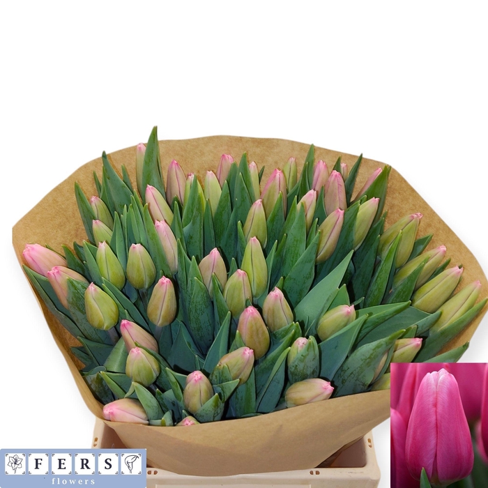 <h4>TU EN MILKSHAKE</h4>