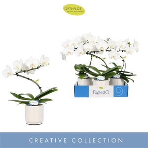 Balletto Wing 1 spike in Lazio White