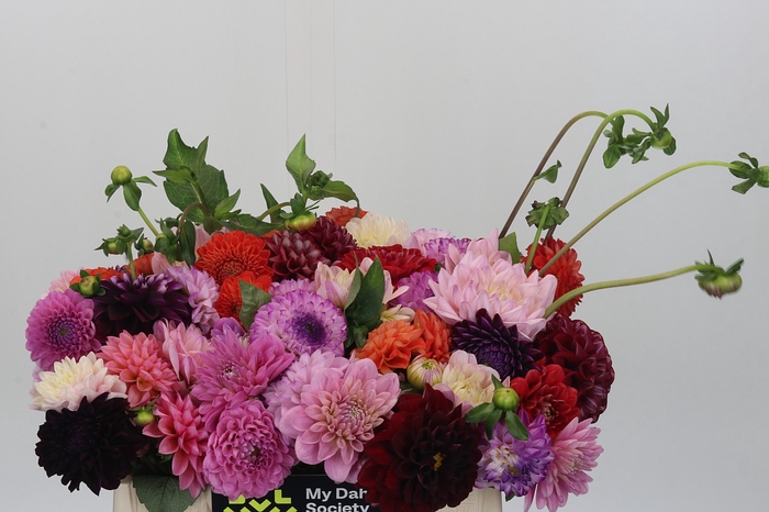 <h4>Dahlia Gemengd in bos</h4>