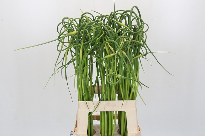 <h4>Allium Sativum Ophioscorodon</h4>