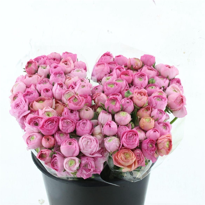 <h4>Ran El Pink Extra</h4>