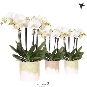 Kolibri Orchids Phalaenopsis Jewel Ghent 4 spike in Bloom pot sand mix