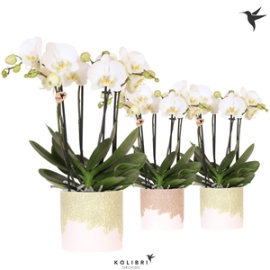 Kolibri Orchids Phalaenopsis Jewel Ghent 4 spike in Bloom pot sand mix