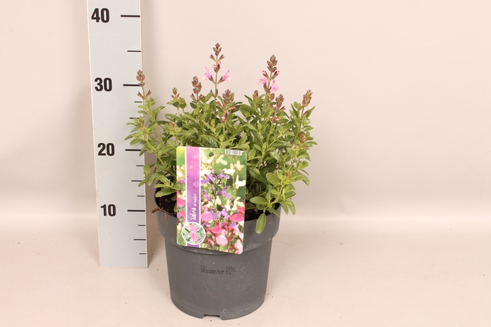 <h4>Perkplanten 19 cm  Salvia greggi Soft Pink</h4>