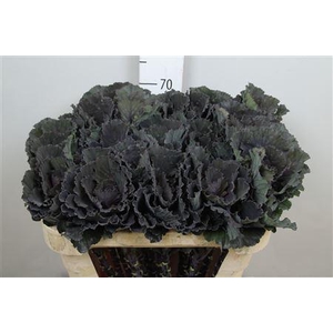 Brass Black Leaf