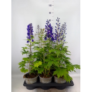 Delphinium el. 'PacG MagicFountian'