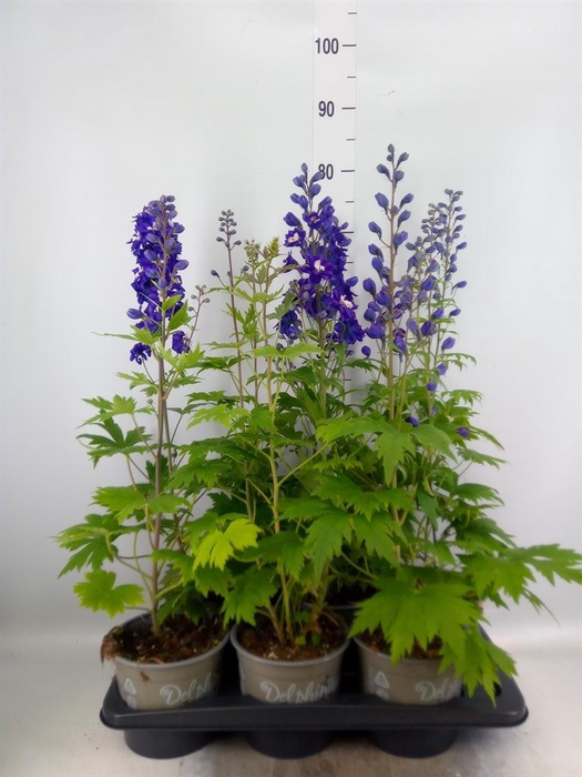 <h4>Delphinium el. 'PacG MagicFountian'</h4>