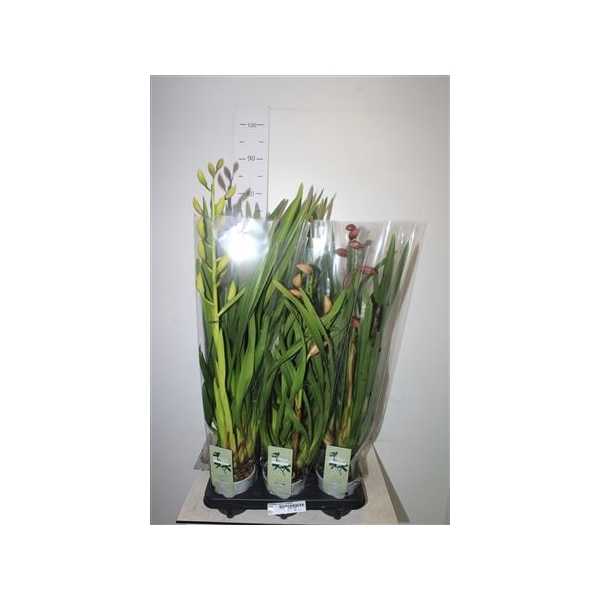 <h4>Cymbidium Gem 1 Branche</h4>