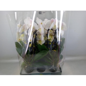 Phalaenopsis   ...white