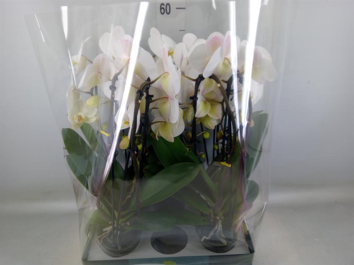 <h4>Phalaenopsis   ...white</h4>