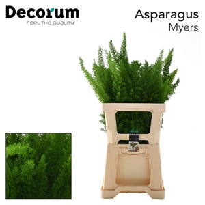 ASPARAGUS MEYERS ASP MYERS