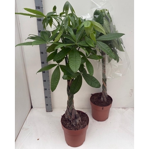 PACHIRA AQUATICA