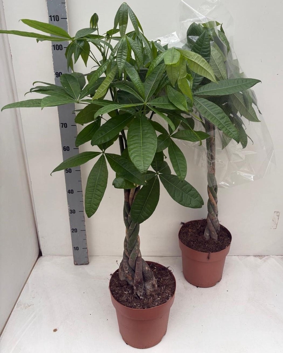 <h4>PACHIRA AQUATICA</h4>