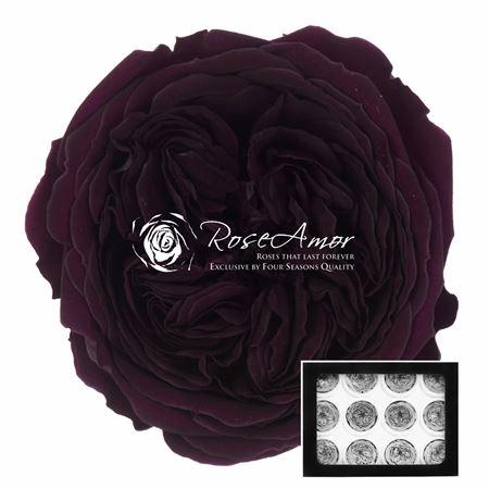 <h4>Amelia Pur01</h4>