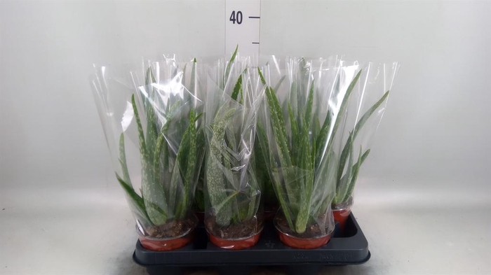 <h4>Aloe vera</h4>