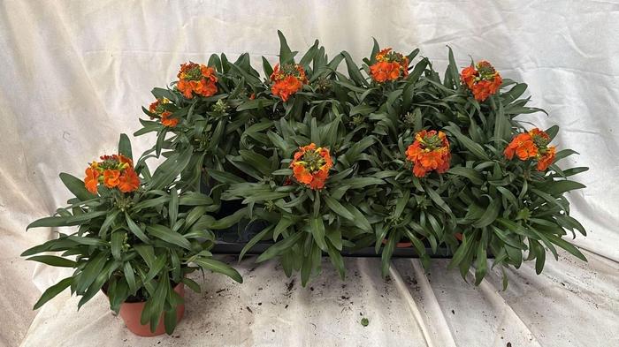 <h4>ERYS LEY ORANGE GLOW</h4>