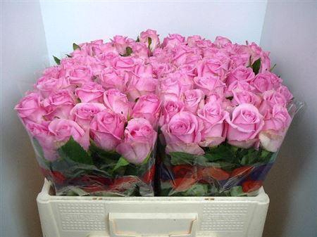 <h4>R Gr Charlize!</h4>