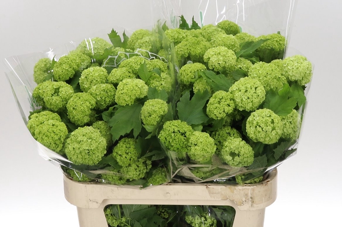 <h4>Viburnum Roseum St 80 4+</h4>