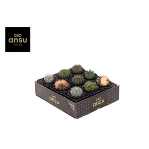 Cactus Ov