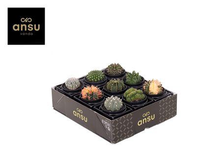 <h4>Cactus Ov</h4>
