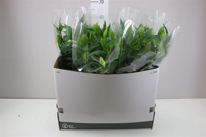 <h4>Lil Or Sunny Robyn 5pp Roze</h4>