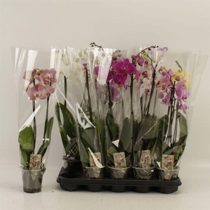 PHAL GEM