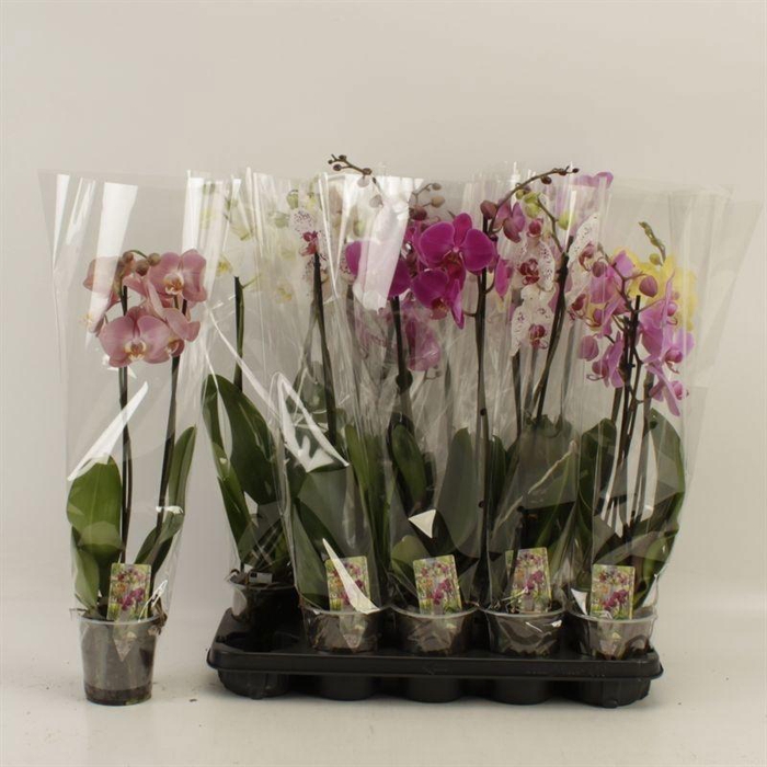 <h4>PHAL GEM</h4>