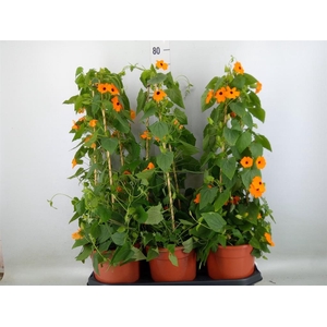 Thunbergia  'Suzie Orange wEye'