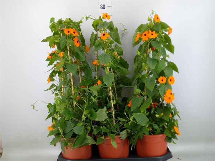<h4>Thunbergia  'Suzie Orange wEye'</h4>