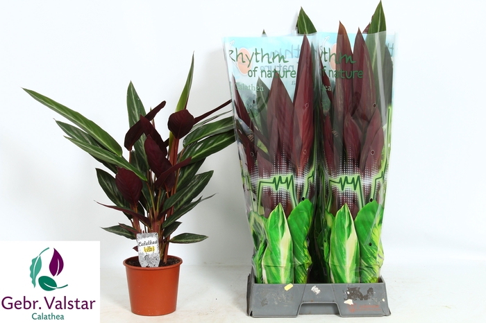 <h4>STROM SA STRIPESTAR</h4>