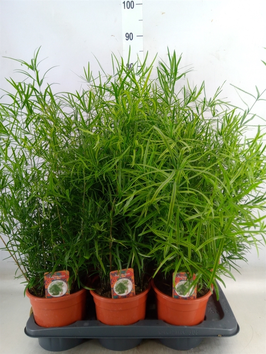 <h4>Asparagus falcatus</h4>